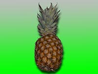 Bromeliengewächse